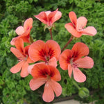 2 Red Scented Geranium Plants Live 4–7 Inches Tall, Fragrant Flowering Geranium Herb Plant, Indoor Outdoor Container Plant for Garden