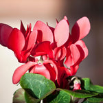 Set of 2 Cyclamen Plants Live, Hardy Cyclamen Plants, Vibrant Blooming Houseplant, 4 Inch Pot for Planting (Red)