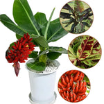 Banana Plant Live, Ornamental Zebrina Banana Tree Live Plant, Hardy Banana Fruit Seedling 4 to 8 Inch Tall, Indoor Outdoor