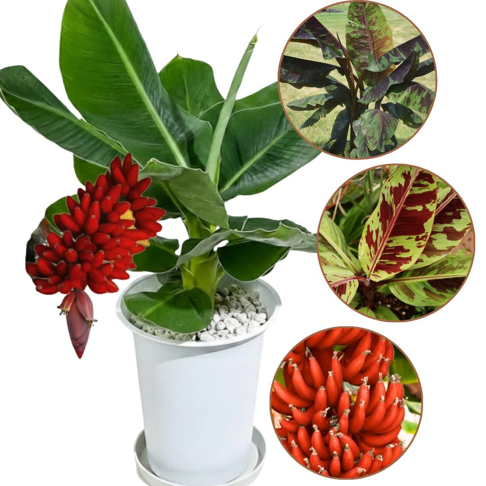 Banana Plant Live, Ornamental Zebrina Banana Tree Live Plant, Hardy Banana Fruit Seedling 4 to 8 Inch Tall, Indoor Outdoor