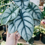 Pack 2 Silver Dragon Alocasia Live Plant for Planting, Indoor Houseplant Alocasia Plant Live, 5 to 7 Inc Tall, Bare Root, Alocasia Colocasia Taro Plant for Ornamental Plants
