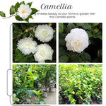 Pink Camellia Live Plant, 10-12 Inch Tall Camellia Japonica in 4" Pot, Flowering Shrub for Indoor or Outdoor Planting