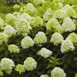 Hydrangea Plant Live Tree Dormant in Winter, Vibrant Color Bloom, 5-11" Well-Rooted Hydrangea Shrub Bush for House Planting Outdoor (Light Green to White)