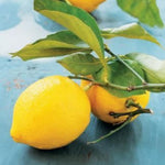 Meyer Lemon Tree Plant Live Starter Size 2-4" in Tall in 4" Pot, Yellow Lemon Lime Citrus Fragrant for Outdoor Indoor Planting