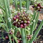 5 Walking Onion Plants, 2 Years Old Egyptian Walking Onion for Planting