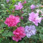 5 Mixed Althea Rose of Sharon Hibiscus Shrubs Live Seedlings, Bareroots 1 to 2 Feet Tall, Hardy Perennial Flowering Bushes for Garden
