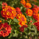 Orange Lantana Plants Live for Outdoor Planting, No Pot, 5-9 Inches Tall, Vibrant Color
