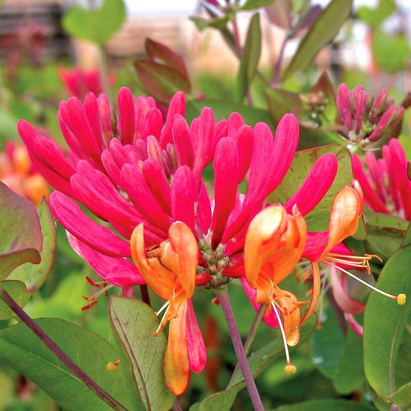 2 Purple Leaf Honeysuckle Plants Live for Planting, Fragrant, Easy to Grow, Perfect for Landscaping, No Pot, Ideal for Trellises Fences, Climbing or Bush, Rooted Cutting 8-12", Dormant No Leaf