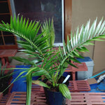 Live Palm Tree Plant in 3 Gallon Pot, No CA, Large Fully Rooted Size, Ready to Plant for Home Décor Indoor Outdoor Landscape, Rare Palm Trees, Seashore Palm
