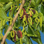 Mulberry Tree Live Plant 5 to 8 Inch Tall, Everbearing Mulberry Bush Live Plant, Mulberry Plant Live (Pakistan Mulberry)