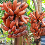 Banana Plant Live, Red Banana Tree Live Plant, Hardy Banana Fruit Seedling 4 to 8 Inch Tall, Indoor Outdoor
