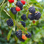 Pack 2 Thornless BlackBerry Plants Live to Grow 5 to 8 Inch Tall, Chester BlackBerry Bush Live Plant, Sweet Blackberries Fruit Tree Indoor Outdoor (Sweet Pie BlackBerry)