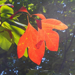 Sassafras Tree, Outdoor Landscape Shrub, 1-2 Ft Tall