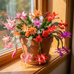 Random Easter Cactus Plant Live 4-6 Inches, Vibrant Spring Bloomer for Indoor Decor, Patio Pots, Ready to Grow