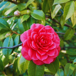 Camellia Plant Live, Camellia Japonica Tree Live Plant, 4 Inc Potted Bush Plant, Fragrant Flower Plants (Red)