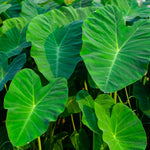 Vietnamese Taro Plant, 3-6" Tall, Taro Plant in Pot, Edible Tropical Plant for Garden Growing