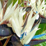 Set 4 White Bird of Paradise Plants Live, 4-8 Inch Tall Tropical Plants for Indoor Outdoor Growing