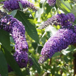 2 Mix Butterfly Bushes Live Plant, Fragrant Buddleia Bush Plant, 4 to 8 Inches, Outdoor Planting