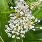 Pack 2 White Milkweed Live Plants, Butterfly Milkweed Shrub, Asclepias Tuberosa Plants 4-8 Inches
