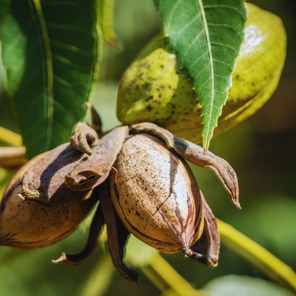 4 Hardy Pecan Tree Live Plant Bare Roots, 12 to 20 Inc Tall, Pecan Live Plant Bare Root Gardening