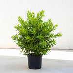 Bay Leaf Plant, Bay Leaf Tree Plant, Well Rooted, Bay Laurel Plant, Laurus Nobilis Live Plant, 3-5 Inc Tall, Fragrant Herb for Indoor Outdoor Planting