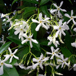 2 Jasmine Plants Live, Fragrant White Jasmine Live Plants, Fast Growing Flower Plants for Outdoor Garden, 5-7'' (Star Jasmine)
