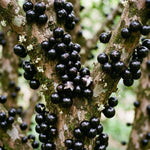 Jaboticaba Plant Live 1 Ft Tall, Black Jabuticaba Fruit Tree for Garden, Patio Containers and Indoor Growing