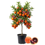 Blood Orange Live Plant in 1 Gallon Pot, Red Orange Tree for Planting Outdoor Garden, Citrus Fruit Tree 24-30 Inch Tall
