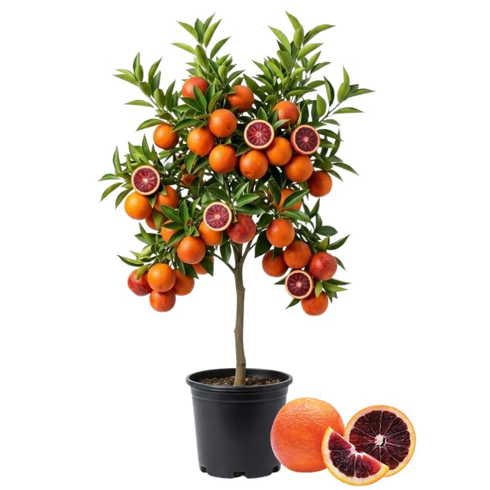 Blood Orange Live Plant in 1 Gallon Pot, Red Orange Tree for Planting Outdoor Garden, Citrus Fruit Tree 24-30 Inch Tall
