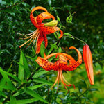 10 Turks Cap Lily Bulbs Roots, Tiger Lily Flower Root Plant, No Leaf, Well Rooted Ready to Plant, Summer Bloom, Orange Flower Live Plant