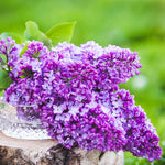 Fragrant Common Lilac Plant in 4 Inch Pot, Hardy Flowering Lilac Shrub, Fragrant Purple Blossoms