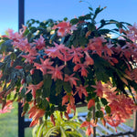 Christmas Cactus Plants Live, Flowering Thanksgiving Cactus with Vibrant Blooms, 4-7'' Tall, Easy-Care Indoor Houseplant (Salmon Blooms)