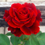 Rare Climbing Roses Live Plants, Starter Rose Plant for to Planting, No Pot, Cut Back, Well Rooted, 5-9 Inches Tall (Don Juan)