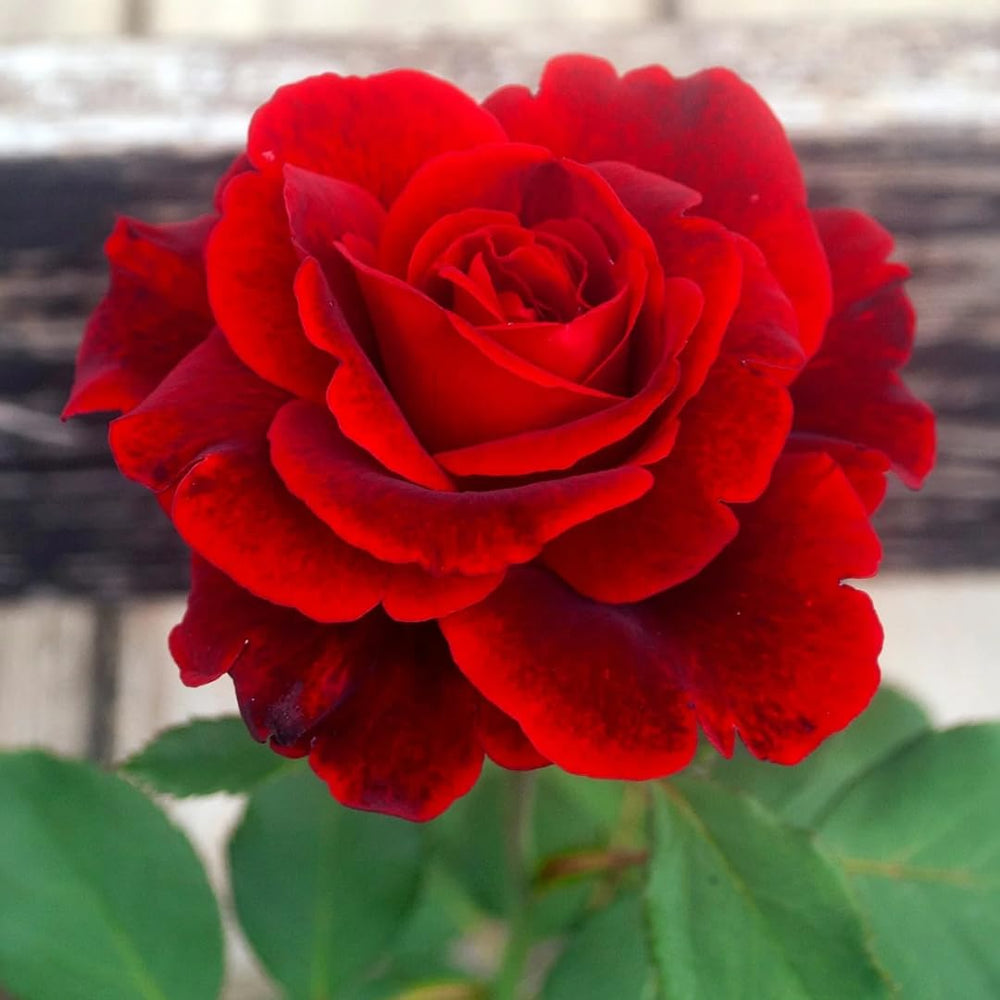 Rare Climbing Roses Live Plants, Starter Rose Plant for to Planting, No Pot, Cut Back, Well Rooted, 5-9 Inches Tall (Don Juan)
