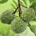 Atemoya Sugar Apple Tree Live Plant, 2-3 Ft in One Gallon Pot, 2 Years Old Tree Annona Squamosa Soursop Like, Outdoor Spring Tropical Fruit Planting, No CA