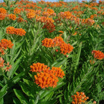 4 Orange Milkweed Plants Live, Butterfly Milkweed Asclepias Tuberosa, Tropical-Style Blooms for Outdoor Gardens, 4-9" Height, No Pot
