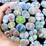 Multicolor Lithops Live Plants, Set 20 Lithops Succulents Plants Live, Mix Lithops Living Stones Rocks, Assorted Lithops Seedlings for Growing