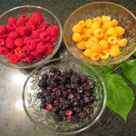 Cold Hardy Raspberry Plants Live for Planting, 6-8 Months Old Raspberry Bushes Live Plant, 5-9" Ready to Plant, Dormant in Winter, Fall Gold Variety