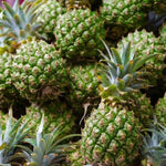 Set of 2 Sugarloaf Pineapple Live Plants, 4-6" Tropical Pineapple Plants for Indoor Outdoor Growing, Patio Container Garden, No Pot, Fast-Growing
