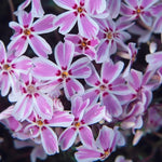 2 Pink White Creeping Phlox Plants Live, Ornamental Phlox Flowering Groundcover for Garden and Borders, 4 to 8 Inch Tall