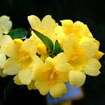 2 Yellow Jasmine Plant Live, Jasmine Flower Plants, 5 to 7 Inc