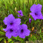 6 Purple Mexican Petunia Plants Live for Planting Outdoors, 5 to 7 Inc Tall, Perennial Outdoor Indoor