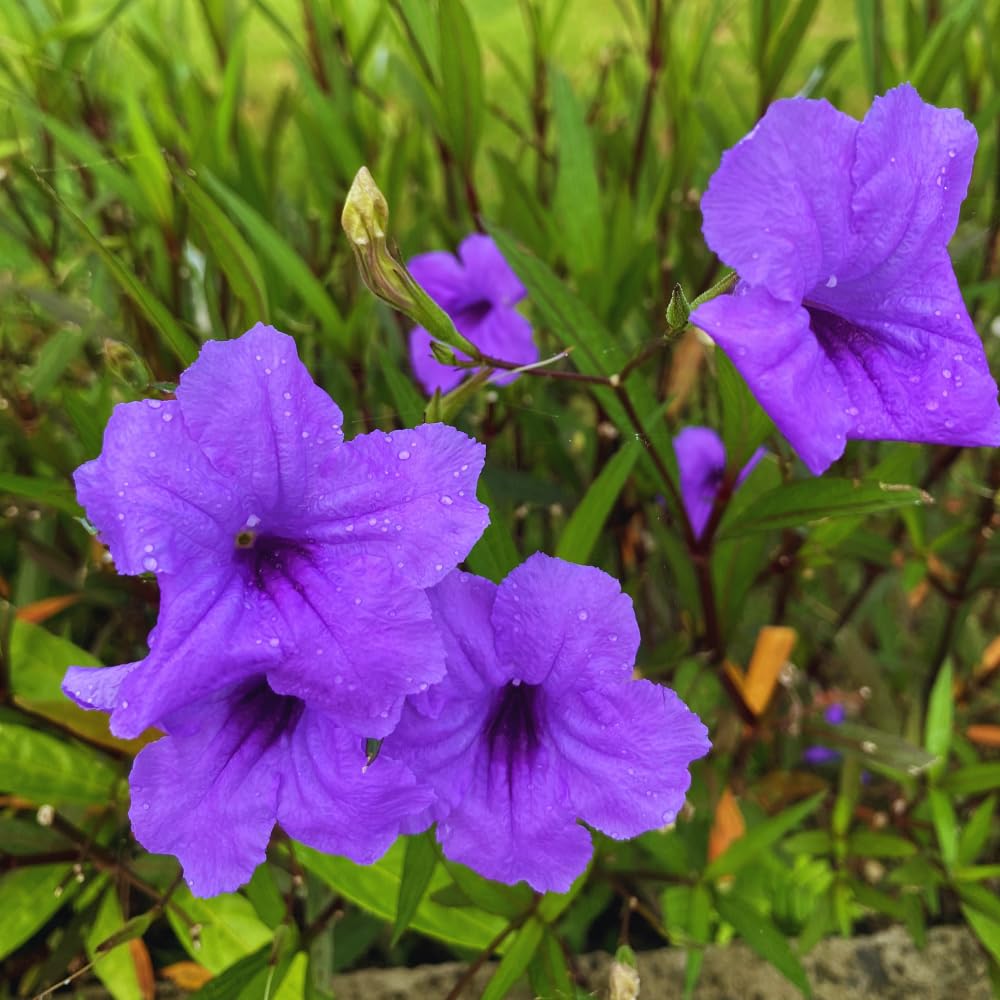 6 Purple Mexican Petunia Plants Live for Planting Outdoors, 5 to 7 Inc Tall, Perennial Outdoor Indoor