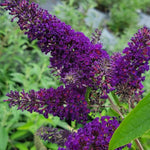 2 Vibrant Buddleia Butterfly Bush Plants Live, Butterfly Bushes Plant for Outdoor Garden, 5 to 9 Inch Tall Perennial Coloful Flowers Plant, No Pot (Black-Purple)