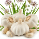 1 Pound Hard Neck Garlic for Planting in Spring, Music Garlic Bulb for Planting, Fresh and High Yield, Cold Hardy, Planting Softneck Hardneck