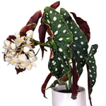 Begonia Plant Live, Colorful Begonia Plants 4-8 Inches, Decorative Houseplant for Indoor Outdoor Gardens and Containers (White Polka Dot Foliage)