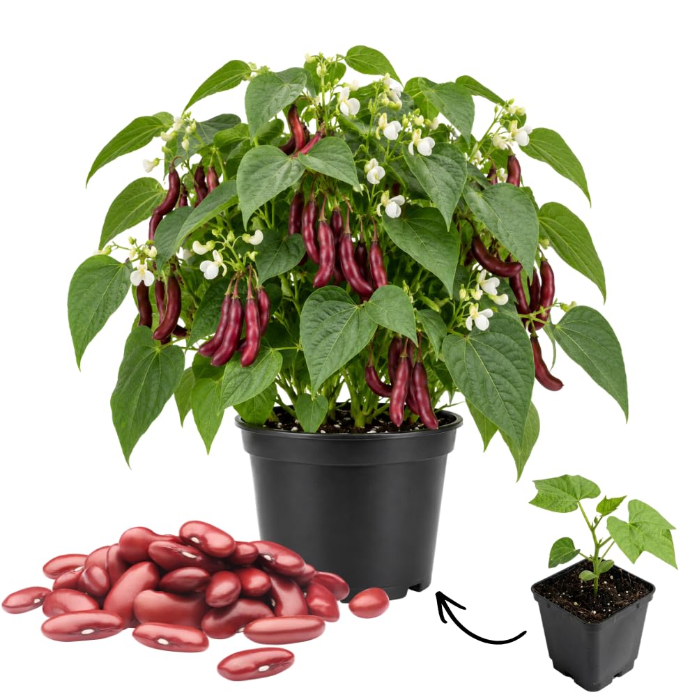 Live Red Bean Plant, Bean Bush Plants, 3-5 Inches Tall