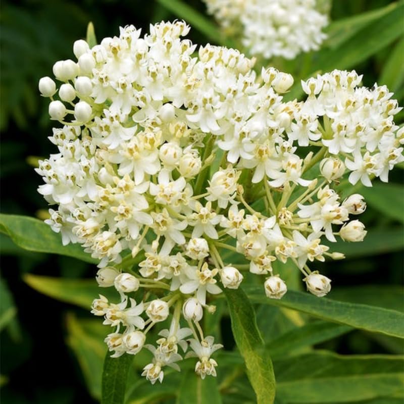 Pack 2 Milkweed Live Plants, Butterfly Milkweed Shrub, Asclepias Tuberosa Plants 4-8 Inches