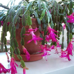 Live Pink Christmas Cactus Live Plant 4–6 Inches Tall, Winter Blooming False Thanksgiving Cactus Well Rooted, Flowering Houseplant for Home and Office