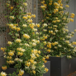 2 Yellow White Honeysuckle Plants Live for Planting, Fragrant Honeysuckle Vine Live Plants, 5-9" Tall, Hardy Perennial Climbing Vine